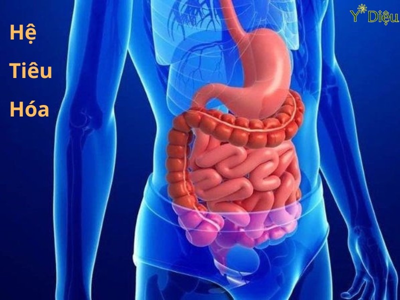 Lưu Ý Khi Dụng Dây Thìa Canh Trong Chăm Sóc Sức Khỏe